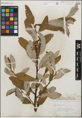 Foto von Salix humilis Marshall